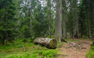 Parang Dağları 'ndaki karanlık kozalaklı bir ormanda yosun yetişiyor. Ağaç kökleri ve ağaç gövdeleri, bir patikanın yakınındaki çam ağaçlarının içinde yerde yatıyor. Carpathia 'da vahşi bölge. 