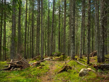 Parang Dağları 'ndaki karanlık kozalaklı bir ormanda yosun yetişiyor. Ölü ağaç kökleri ve ağaç gövdeleri ormanlık alanda yerde yatıyor. Carpathia 'da vahşi bölge. 