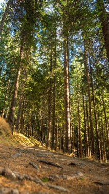 Vahşi bir kozalaklı orman boyunca bir patika. Sonbahar. Güneşli bir öğleden sonra, gün batımına yakın güneş ışınları ormanı aydınlatıyor. Paltinis, Carpathia, Romanya. 