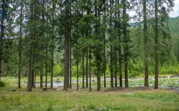 Görkemli çam ağaçlarının altında, çimenli bir çayırda bulunan ahşap bir bank. Lotru Vadisi, Lotru Dağları, Carpathia, Romanya 'da dinlenme yeri. 