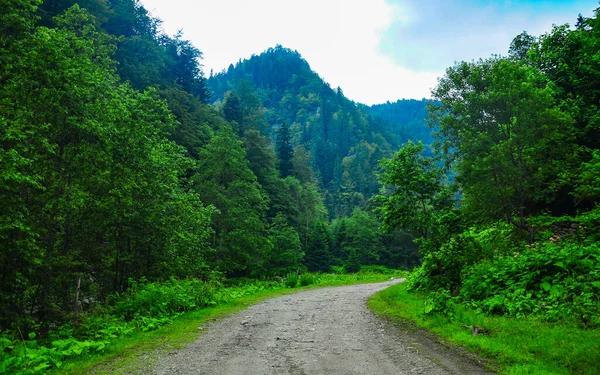 Bulutlu bir yaz gününde sık bir kayın ormanından geçen bir yol. Ağaçlar ve yaprakları parlak yeşil renkle çiçek açıyor. Romanya 'nın Carpathia kentindeki lüks bitki örtüsü. Yağmurlu atmosfer. 