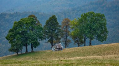 Güzel bir çayırda, kayın ormanlarıyla çevrili ahşap bir koyun bağı. Sonbahar sezonu. Kulübe sonbahar renkli ağaçlarla çevrili bir açıklıkta yer almaktadır. Paltinis, Carpathia, Romanya.