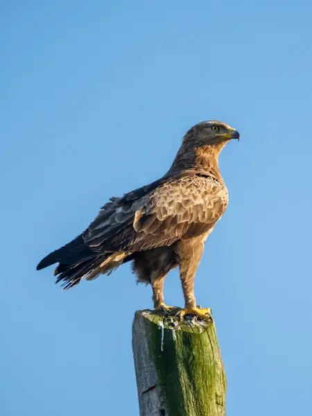 Sıradan bir akbaba - ama buteo buteo, tahtadan bir sütunun tepesinde avını arıyor. Yosun, tahta direkte yetişir. Gün batımı, güneş ışınları yırtıcı kuşu aydınlatıyor.. 