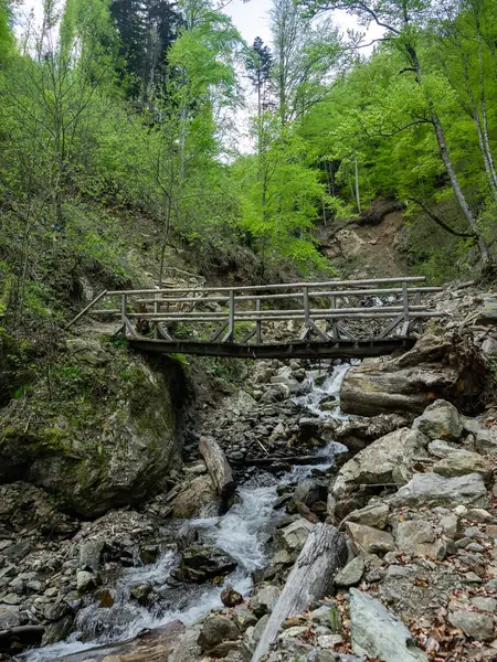 Yosunlu taşların üzerinden çağlayan bir dağ deresi ve kayın ormanındaki tahta bir yaya köprüsünün altından akıyor. Patika yolu, nehrin yukarısındaki ahşap köprüye çıkıyor. Carpathia, Romanya. 