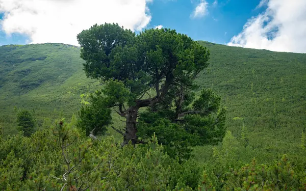 Juniper trees growing on the highlands of Cindrel Mountains. Abundant vegetation found in a high altitude area, growing in an alpine climate. Crests of the mountains appear in the background. Romania