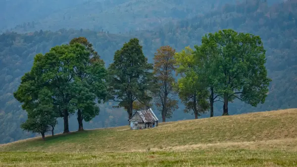 Güzel bir çayırda, kayın ormanlarıyla çevrili ahşap bir koyun bağı. Sonbahar sezonu. Kulübe sonbahar renkli ağaçlarla çevrili bir açıklıkta yer almaktadır. Paltinis, Carpathia, Romanya.