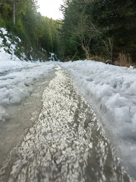 Yakın plan, patikada eriyen karlı kozalaklı ağaçların arasında kıvrılan bir orman yolunu gözler önüne seriyor. Kış manzarası huzurlu bir sükunet yayar. Carpathia, Romanya.