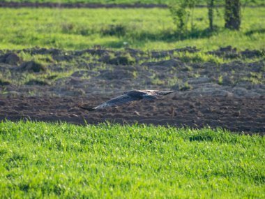 Sıradan bir akbaba - buteo buteo, tarlanın üzerinde alçak irtifada süzülüyor. Bahar mevsimi, çimenler yeşil. Gün batımı, güneş ışınları yırtıcı kuşu aydınlatıyor.. 