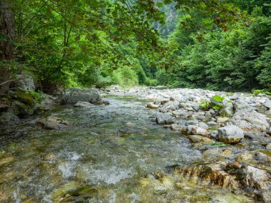 Dağ nehrinin tatlı suları kayalar ve kayalar arasında ve çiçek açan ağaçların yeşil yapraklarının altında akıyor. Kayalar yosunla kaplı. Carpathia, Romanya.