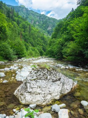 Dağ nehrinin tatlı suları kayalar, taşlar ve çiçek açan ağaçlar arasında akıyor. Kayalar yosunla kaplı. Carpathia, Romanya.