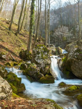 Kayaların arasından akan bir dağ akıntısı yosunlarla kaplı ve çağlayan ve göletleri oluşturan. Nehir bir kayın ormanının içinden akar. Bahar mevsimi, Carpathia, Romanya.
