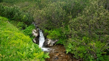 Bir dağ deresi, çam çalılarının altından akan şelaleler oluşturuyor. Kanyon, ardıç ağaçlarıyla dolu bir dağlık çayırda akar. Carpathia, Romanya.