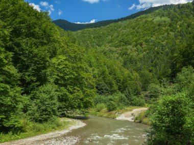 Kayın ormanlarının içinden akan tatlı suyla taşların ve kayaların arasından geçen bir dağ nehri. Ağaçlar çiçek açan yeşil yapraklarla dolup taşıyor. Yaz mevsimi, Karpat Dağları, Romanya.
