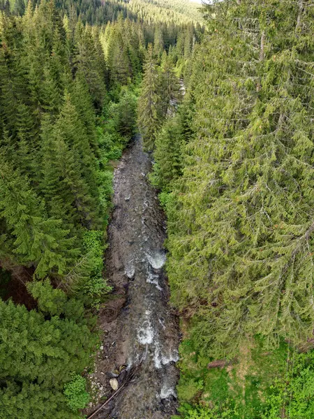 Sadu nehrinin yukarısındaki hava aracı dikey panorama kozalaklı bir ormandan akıyor. Gün batımı zamanı, vahşi ladin ormanlarının bol bitki örtüsü. Carpathia, Romanya.