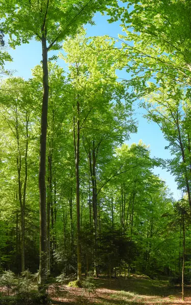 Çiçek açan yaprakları olan bir kayın ormanı. İlkbahar. Ağaçlar ve yaprakları parlak yeşil ve bol. Romanya 'nın Carpathia kentindeki lüks bitki örtüsü.