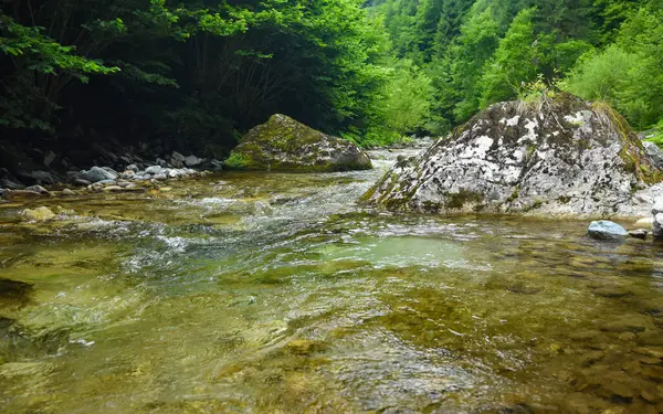 Dağ nehrinin tatlı suları kayalar, taşlar ve çiçek açan ağaçlar arasında akıyor. Kayalar yosunla kaplı. Yaz mevsimi, kayın ağaçları çiçek açıyor. Carpathia, Romanya.