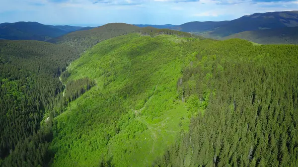 Cindrel Dağları 'ndaki ağaçlık arazide insansız hava aracı görüntüsü. Bir kozalaklı ağaç çiftliği eski bir orman sömürü alanının yerindedir. Vahşi ormanlık yeniden büyüyecek. Carpathia, Romanya