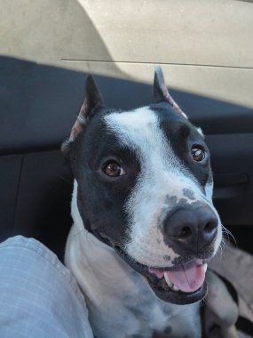 A joyful dog comfortably sits in the passenger seat of a car with its head slightly tilted and tongue out, enjoying the sunny day during a pleasant road trip. clipart