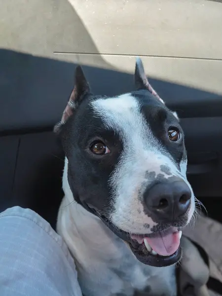 Neşeli bir köpek, keyifli bir yolculukta güneşli bir günün tadını çıkarırken, kafası hafifçe eğik ve dili açık bir şekilde bir arabanın yolcu koltuğunda rahatça oturur..