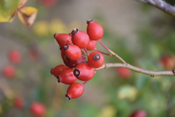 Delikatnie Czerwone Dzikie Owoce Róży Dodatkami Jednej Cienkiej Gałązce — Zdjęcie stockowe