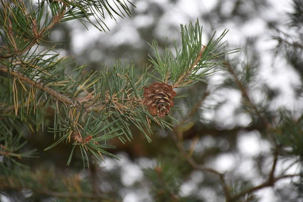 Green Pine Needles Cone Top Branch — Stock Photo, Image