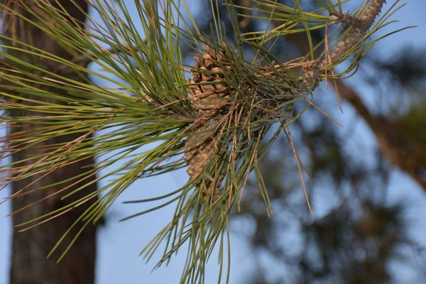 常緑ヒマラヤの細い針は枝にコーンで松 — ストック写真
