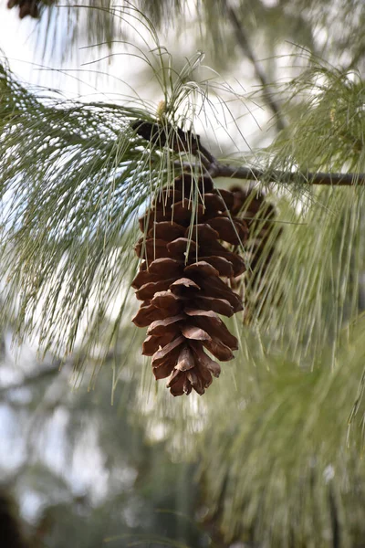一个优美的圆锥挂在喜马拉雅山松树的枝头上 — 图库照片