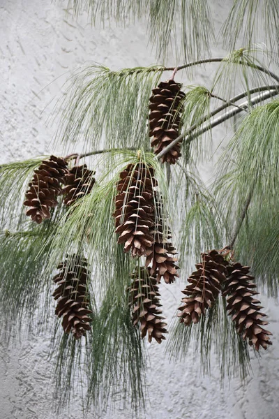 長いコーンと細いと長い松の針のいくつかのペアを持つ常緑の細い枝 — ストック写真