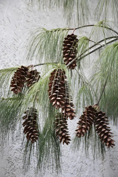 Ramo Fino Sempre Verde Com Vários Pares Cones Longos Agulhas — Fotografia de Stock