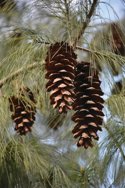 三根细长的松针环绕着的长圆锥挂在树枝上 — 图库照片