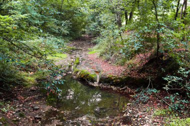 Çiçekli bitki örtüsü ve küçük ve sessiz bir orman deresi olan orman manzarası.
