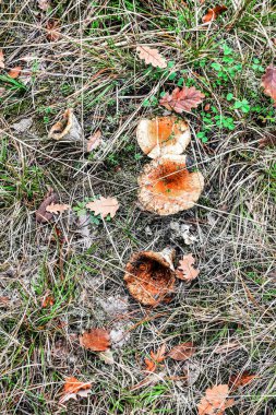 Orange hat-shaped mushrooms in an autumn environment. Withered long grass and withered oak leaves