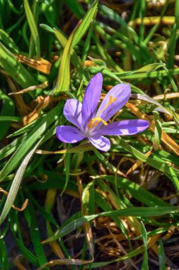 Yeşil dikdörtgen yapraklı mor bir tarla çiçeği.