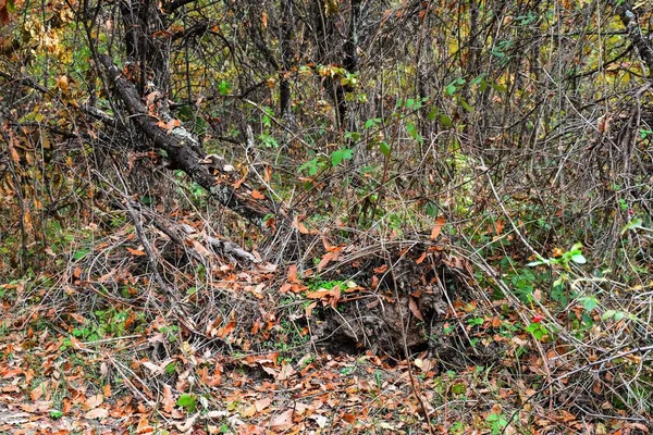 stock image Impassable forest. A fallen tree in the fores