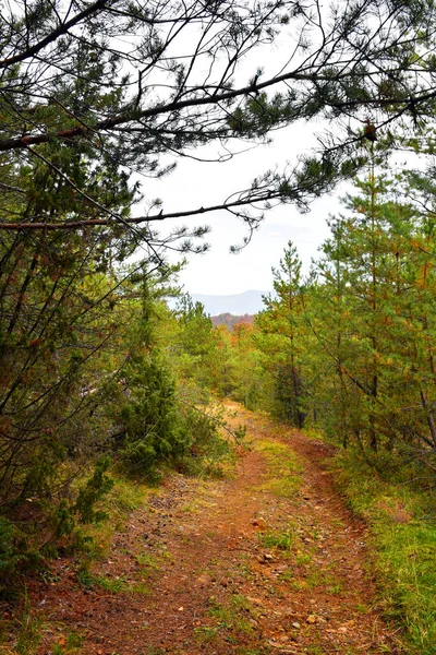 Forest Road Road Coniferous Forest — Stock Photo, Image