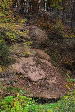 Sonbahar manzarası. Yoğun orman yamaçta.
