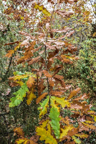 Лиственничный Лес Молодых Дубов Осеннего Цвета Листьев Молодые Хвойные Деревья — стоковое фото