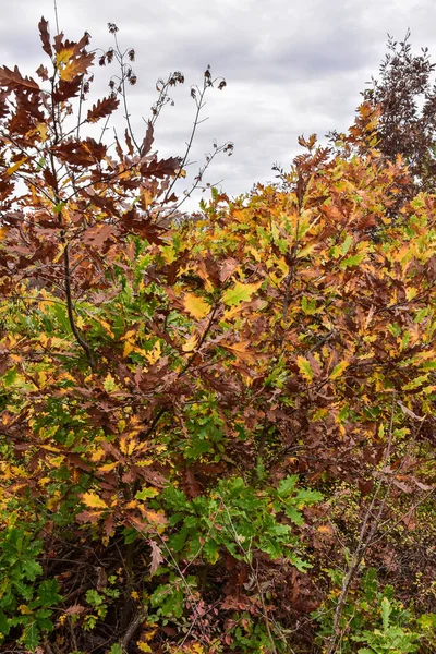 Yaprakların Sonbahar Renklerine Sahip Genç Meşelerin Yaprak Döken Sık Ormanları — Stok fotoğraf