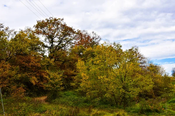Herbstlandschaft Und Waldweg Wilde Natur Unorganisiert Mit Üppiger Vegetation Und — Stockfoto