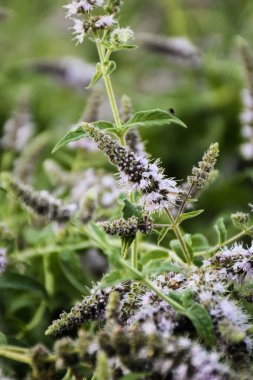 Aynı çiçekler ve daha yeşillerle çevrili dikdörtgen bir çiçek.