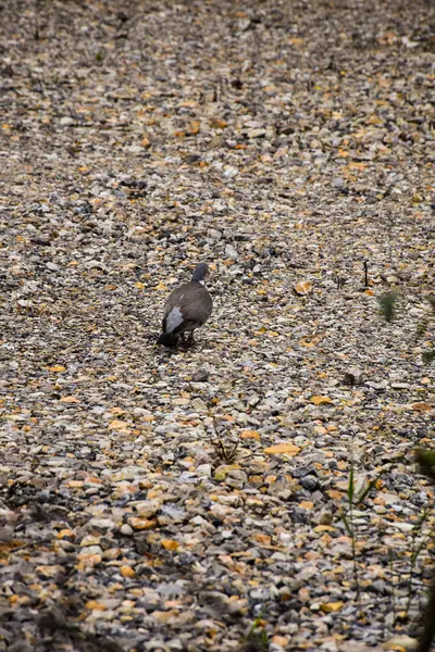 鳩は小さな黄色い灰色の小石の上を静かに歩いています 鳥はカメラに背中を持っています — ストック写真