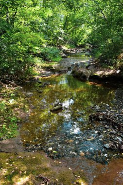 Çiçekli bitki örtüsü ve küçük ve sessiz bir orman deresi olan orman manzarası.