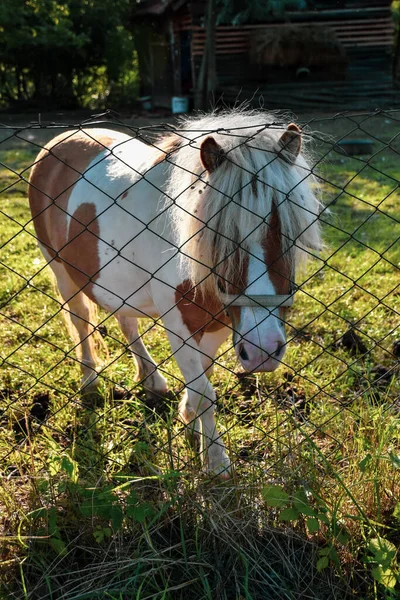 Horse pony. It stands in its yard surrounded by grass, woods, and stone