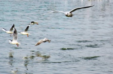 Martılar. Geniş kanatlar ve uçan kuşların hassasiyeti.