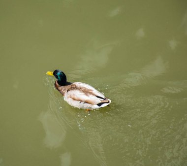 Bir Rouen ördeği Tuna Nehri 'nin berrak sularında zarifçe yüzüyor, yukarıdan çekilmiş, doğal güzelliği ve tüylü detayları gösteriyor.