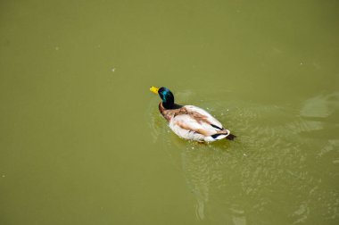 Rouen ördeği Tuna Nehri 'nin bulanık sularında zarifçe yüzüyor. Kuş bakışı.