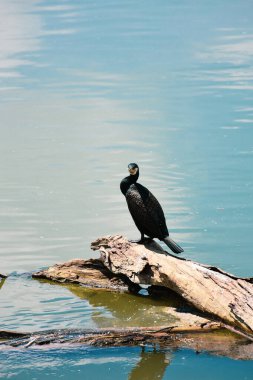 Güneşli, sığ bir nehirde, yansımaları ve yeşilliği olan yaşlı dalların üzerine tünemiş güzel siyah karabatak..