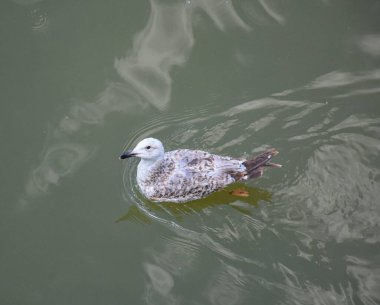 Nehir martıları, sessiz, sisli Tuna Nehri ile uyum içinde dalgalanmadan süzülür..