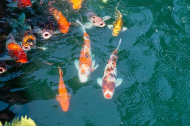 koi fish in pond at Utaradit, Thailand.