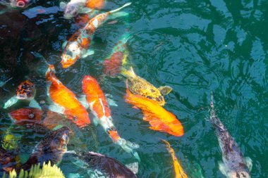 koi fish in pond at Utaradit, Thailand.